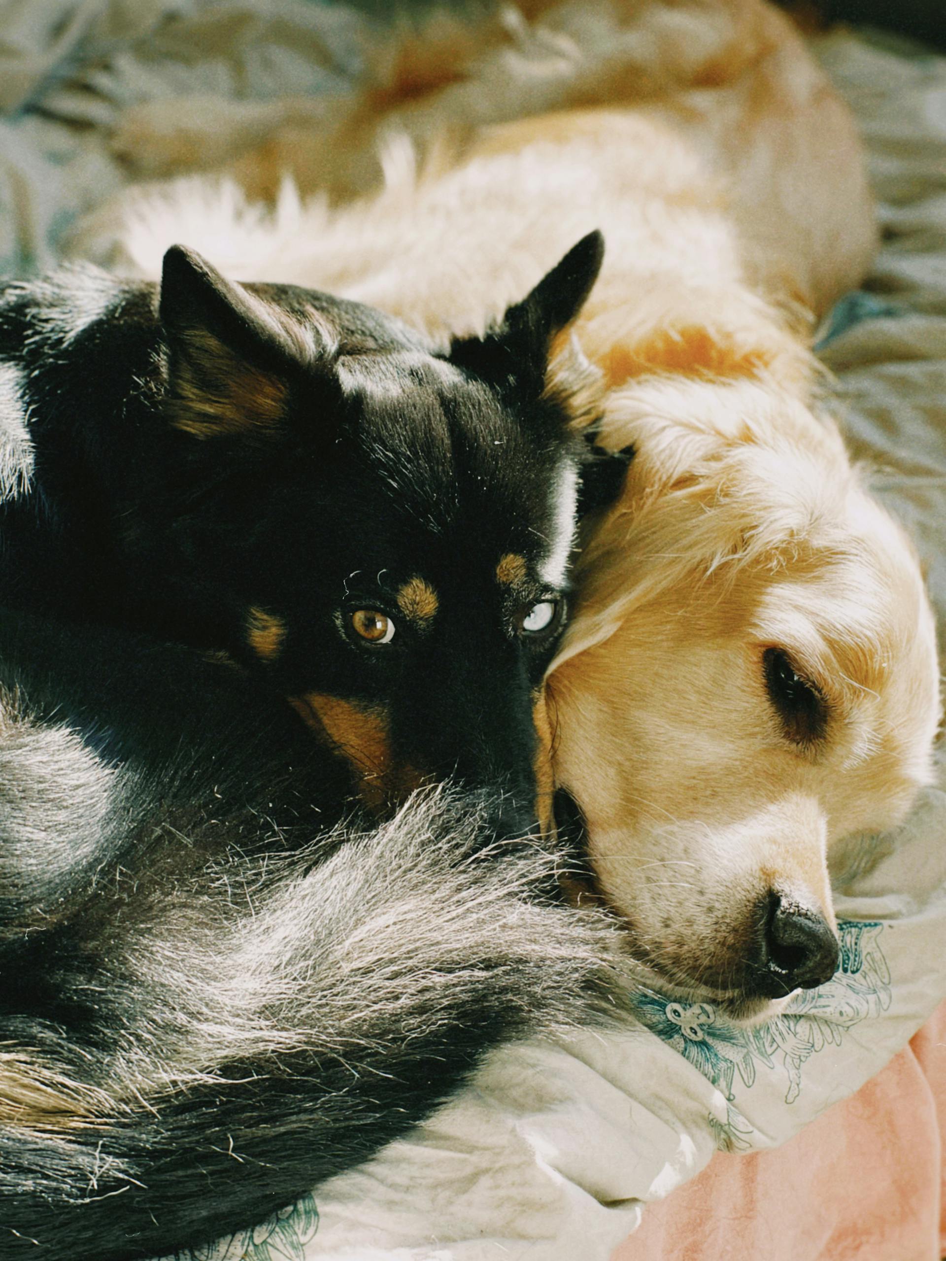 Small Animal Management