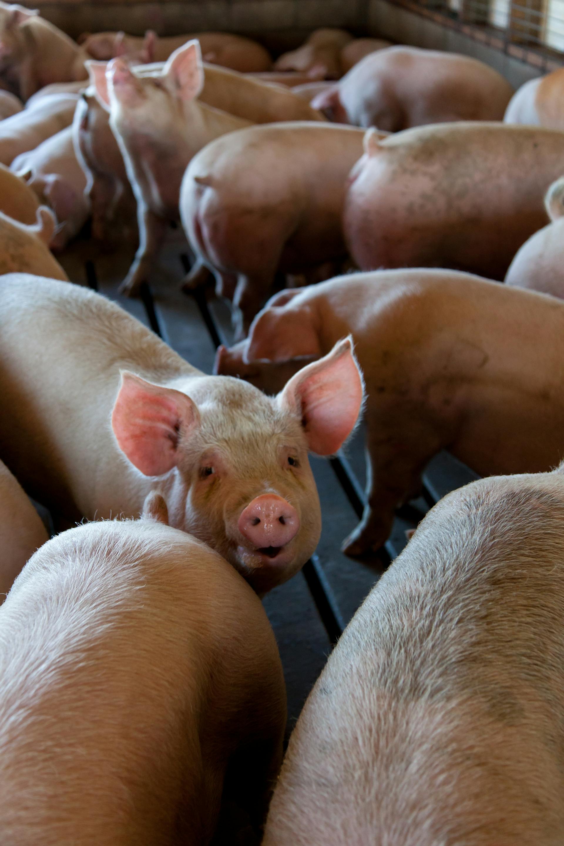 Livestock Production