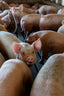 Animal Science