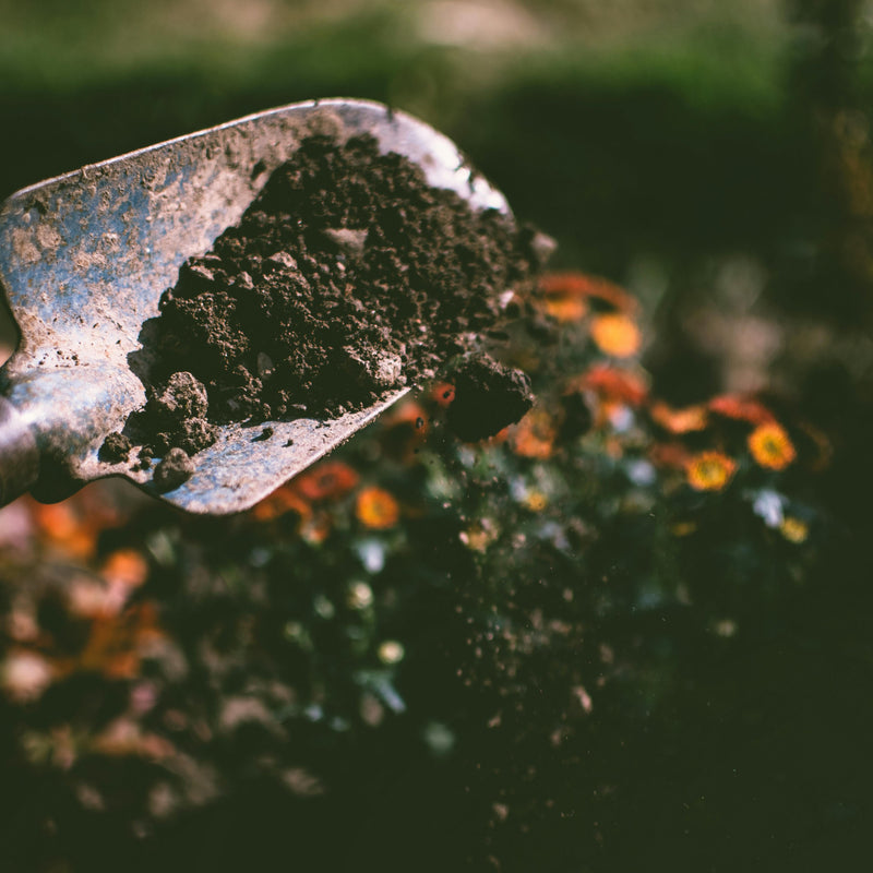 Dirt Dessert: A Soil Profile You Can Eat!